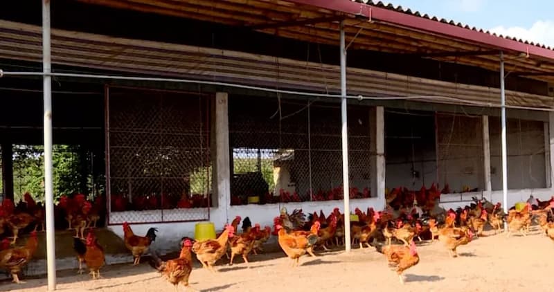 Bạn cần đảm bảo cho chiến kê có được không gian nghỉ ngơi khô ráo, thoáng mát