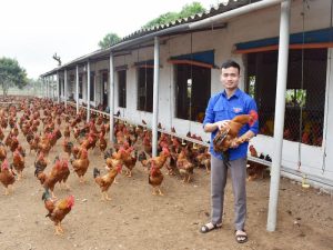 Vệ sinh chuồng trại và kiểm tra sức khỏe cho chiến kê theo định kỳ 